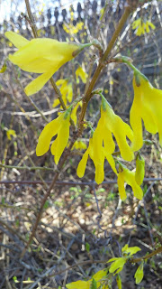 spring snow and ice on forsythia closeup